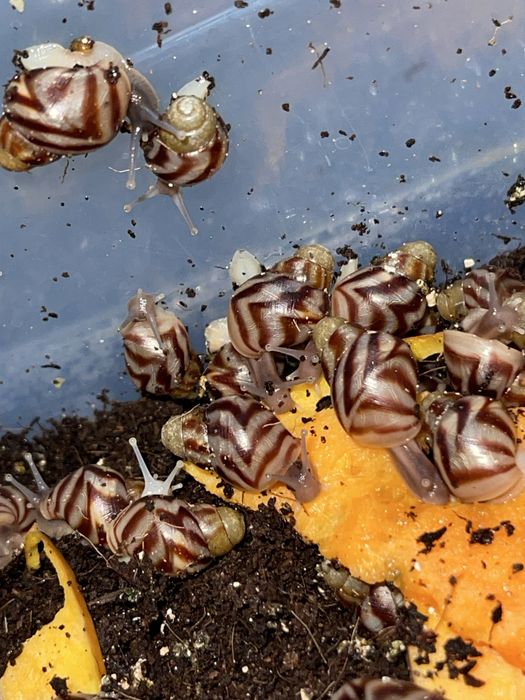 Ulitkalar sotuvdaa Nalichida bor