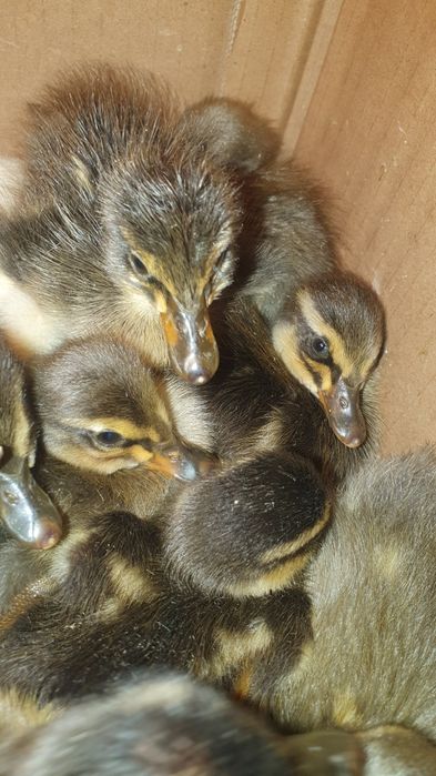 Vând rațe indiene alergătoare, ouă, boboci