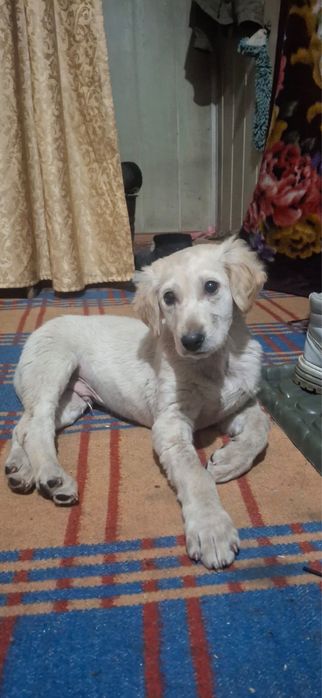 Щенок тазы кобель