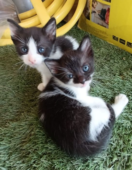 Pisoi spre adopție