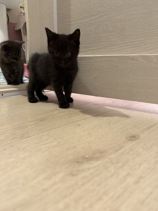 Добрый руки котята