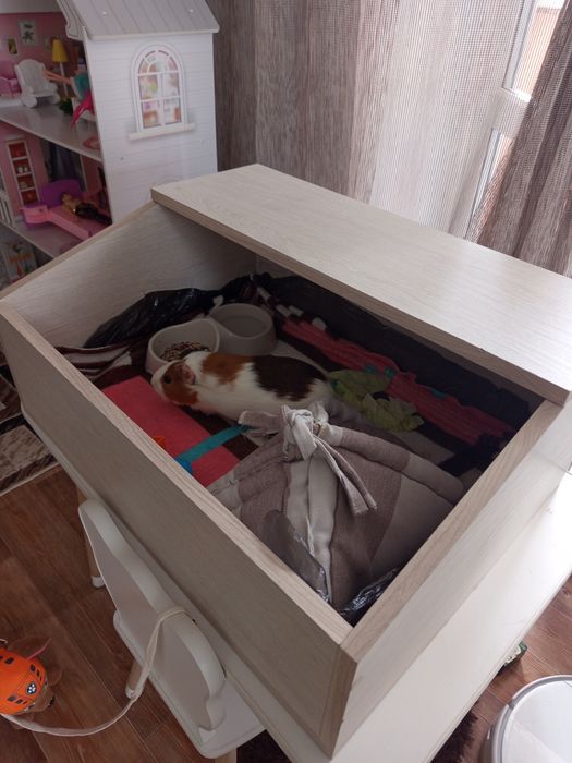 Морская свинка 5 месяцев