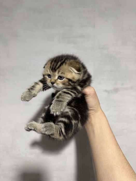 Шотландский вислоухий мальчик