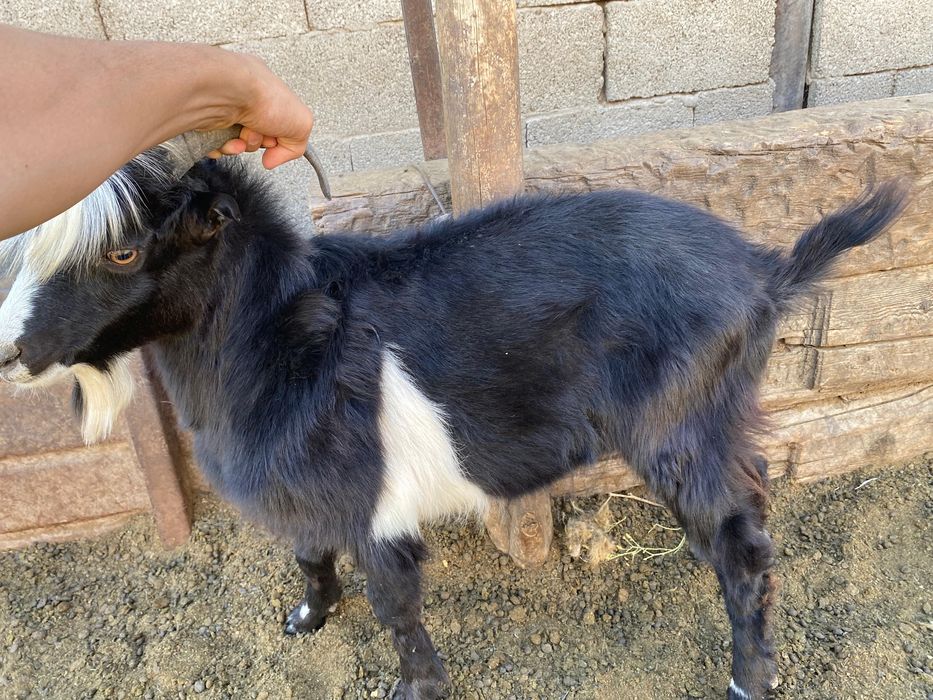 Ешкі 6 айлык испанский ламанчо