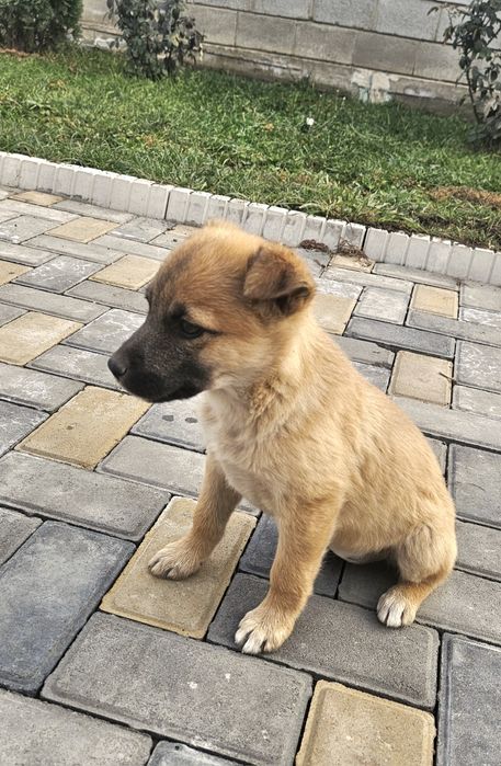 Ищем дом щенкам звонкам