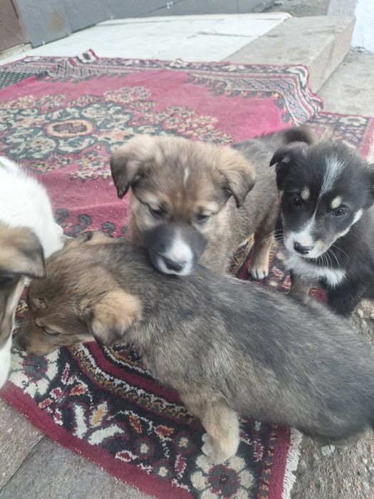 Отдам собачек в добрые,любящие руки