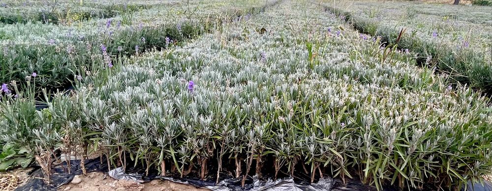 Разсад Лавандула  Лавандулов разсад