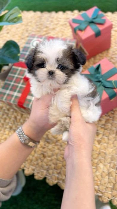 Shih Tzu mascul disponibil