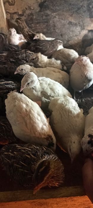 Beliy gigant bedanalari tuxumiga zakaz olamiz