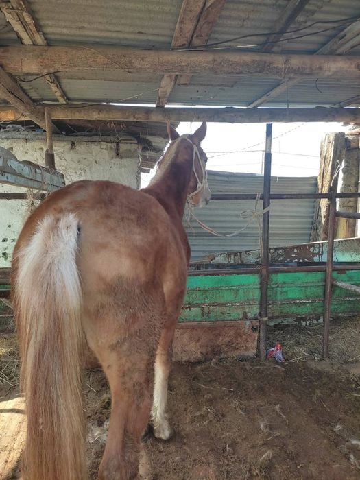 Дончак сатылады‼️