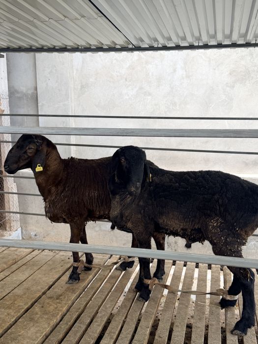 Қошқар сатылады арзан бағада