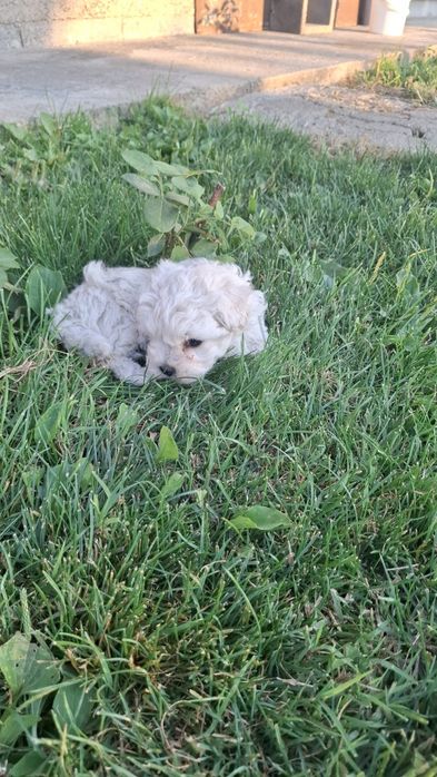 Bichon maltez pui