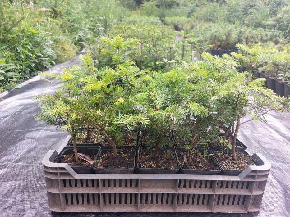 Puieti brad alb Abies alba la ghiveci P11- plantare 12 Luni/an