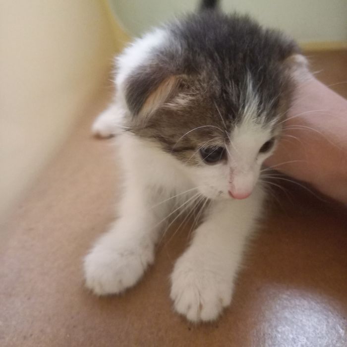 Вислоухий котёнок 1  мес мальчик