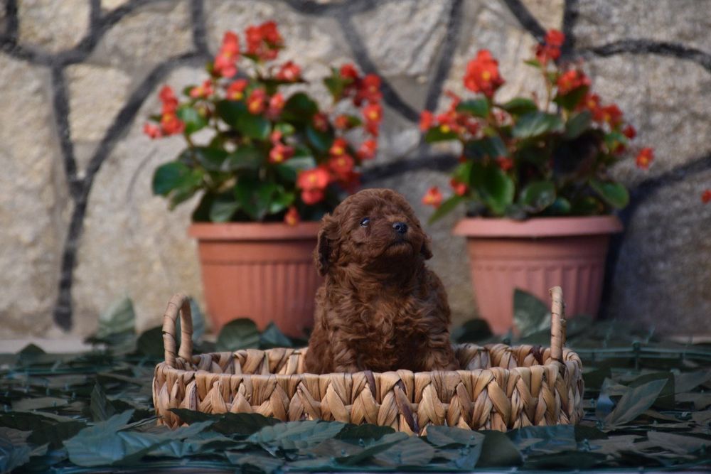 Той пудел (Toy poodle) Пудел Той (Poodle Toy)
