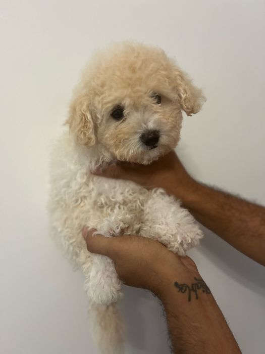 Bichon maltipoo - poodel