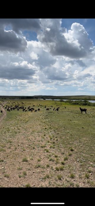 Продам крестьянское хозяйство