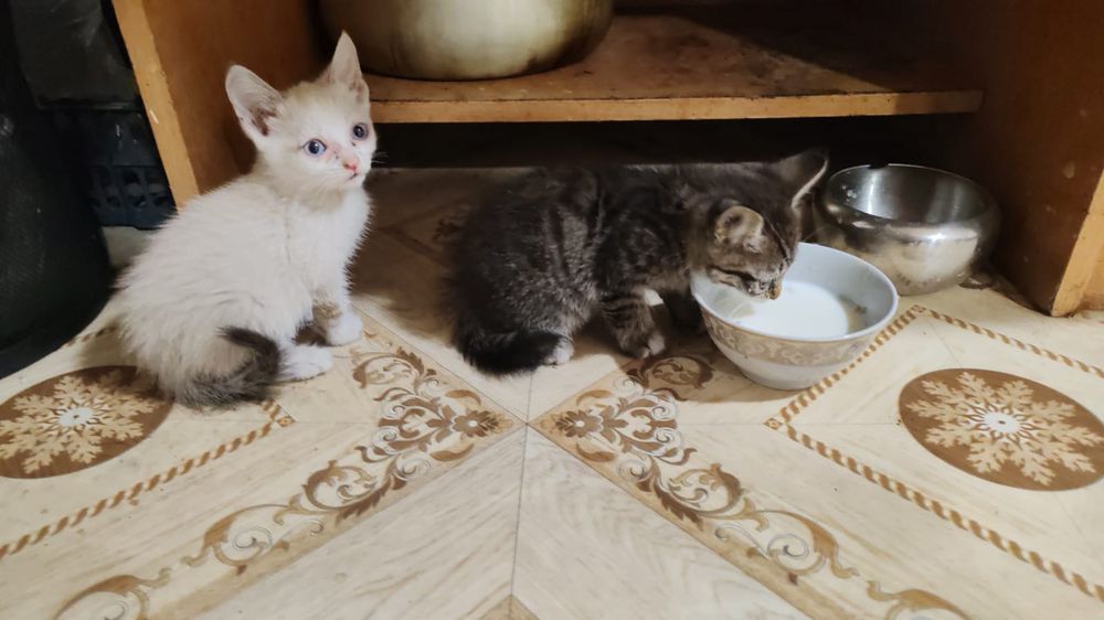 Котятки мармеладки