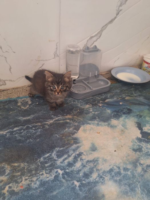 Котята в добрые оуки