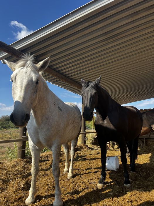 Iapa metis friesian/frizian