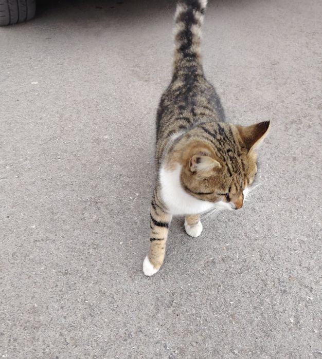 Подарява се коте Слънчо