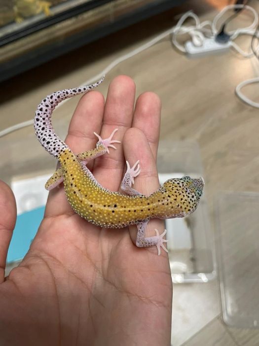 Эублифары разные