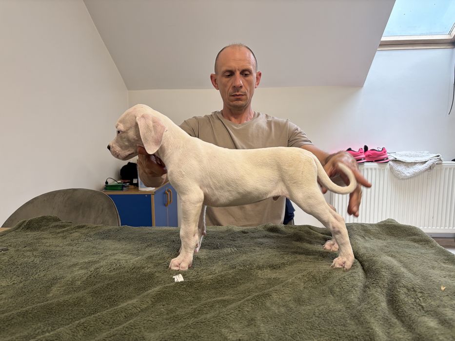 Dogo Argentino/Dog Argentinian