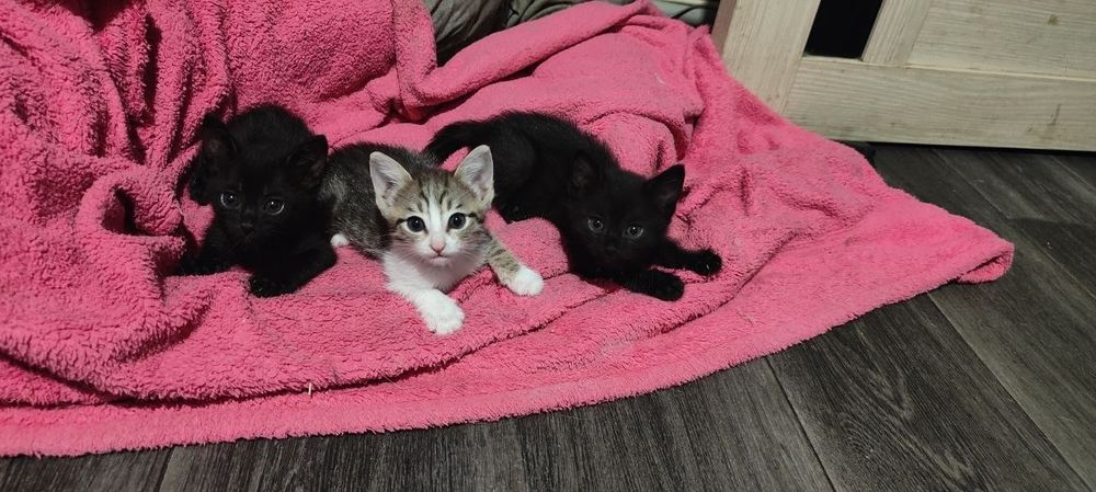 Котята ищут семью