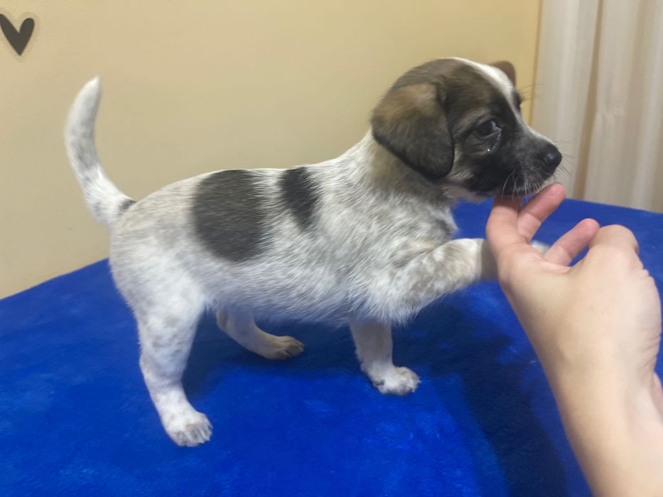 Щенки, рожденные 23.09.23