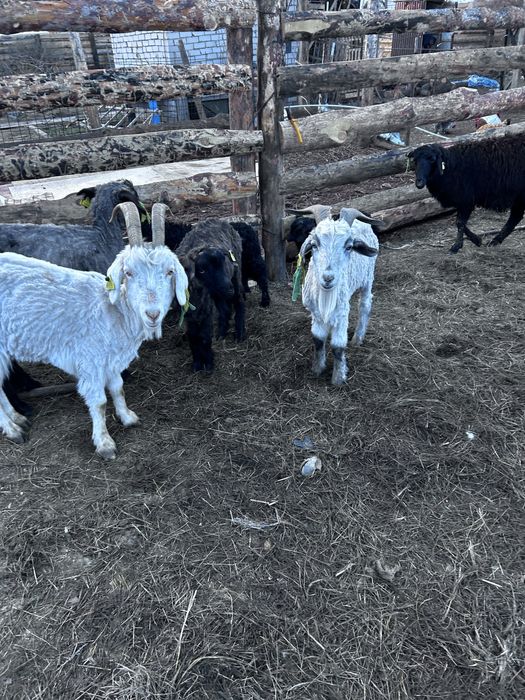 Продам коз,Ешки сатылад