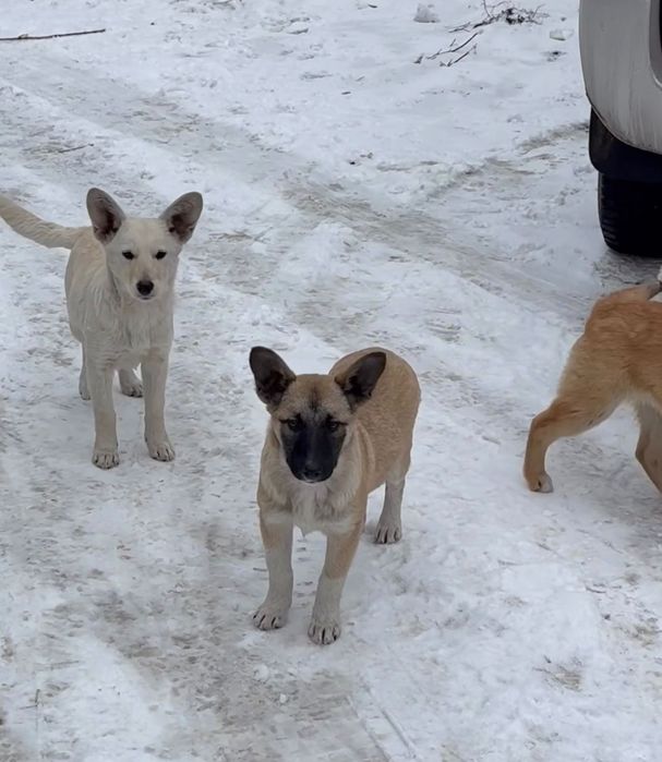 Отдадим красивых щенят