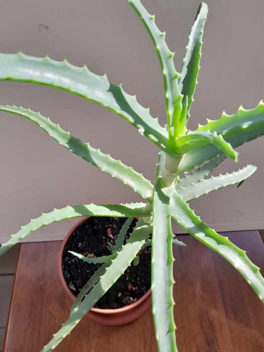 Продам алоэ лечебный