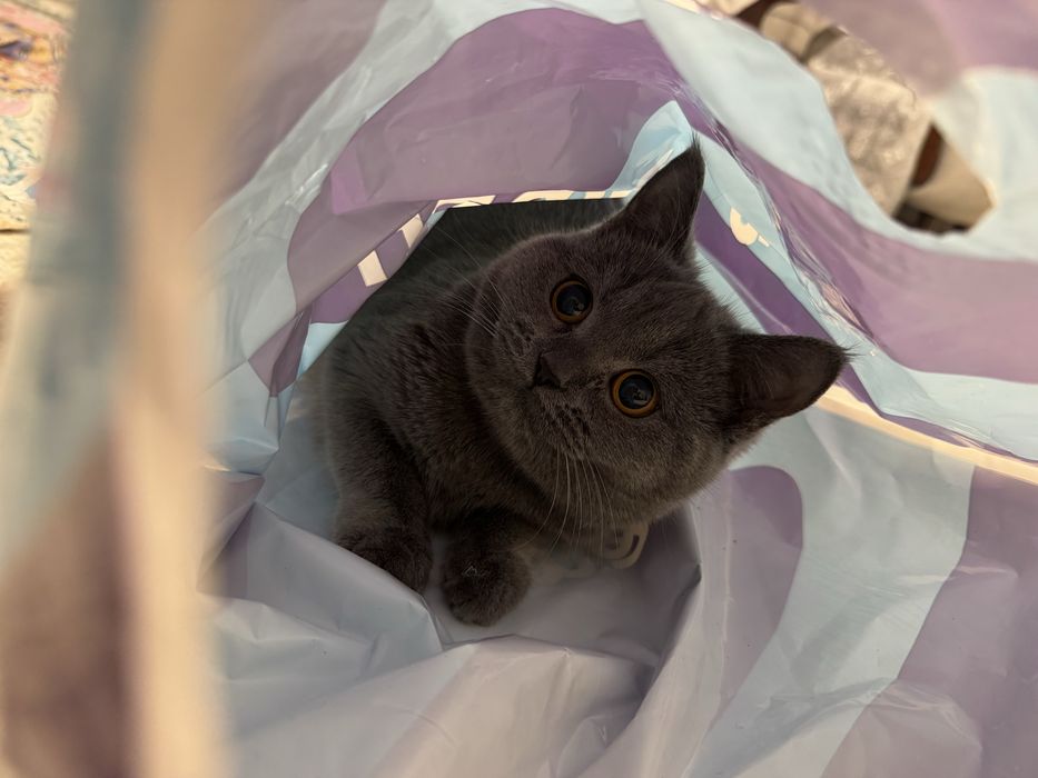 Mushuk toza britanskiy