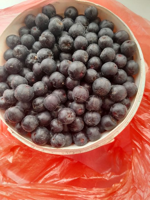 Продам дачную черноплодную рябину, ранетки