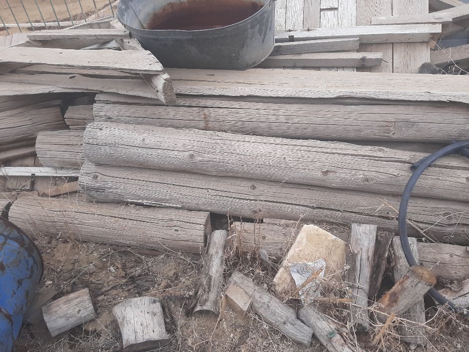 Отынга агаштар бар