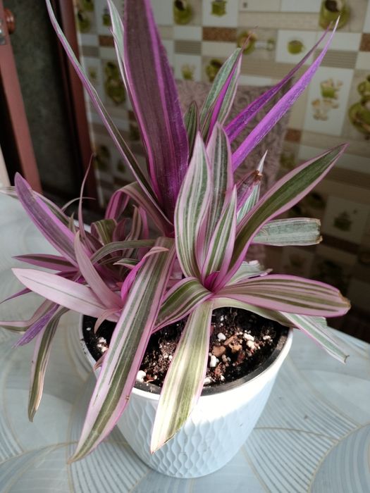 Рео пестролистная или традесканция