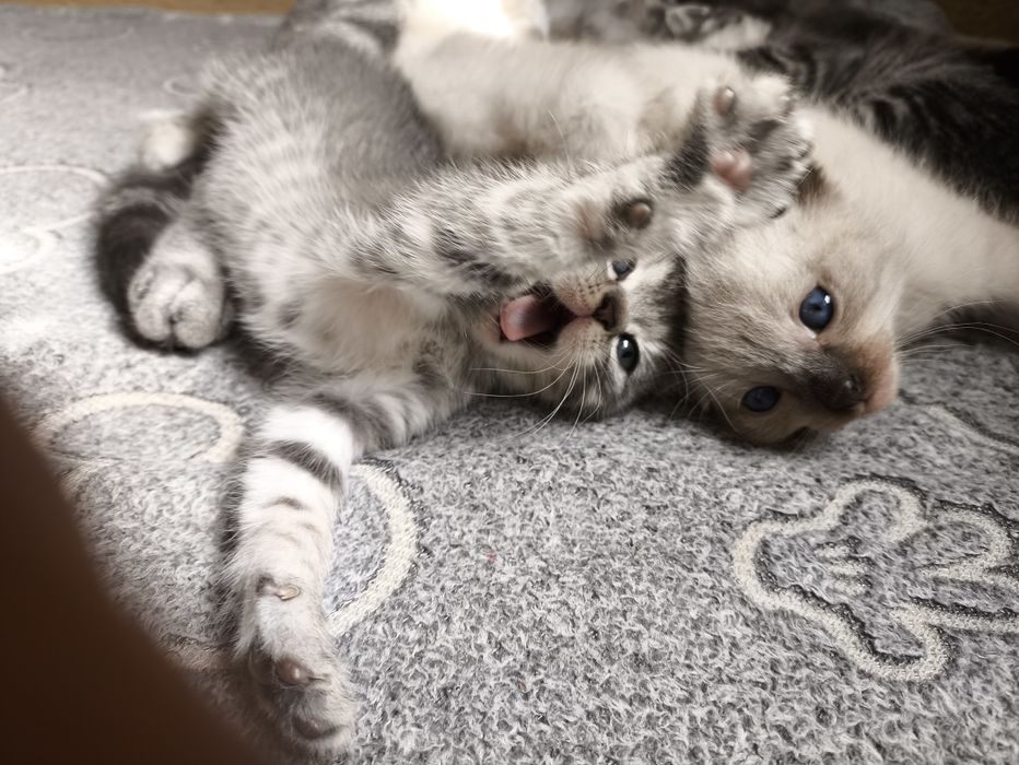 Котята вислоушки и британки