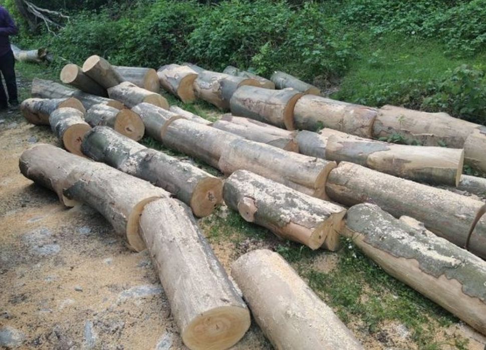 Lemne de foc , esențe tari