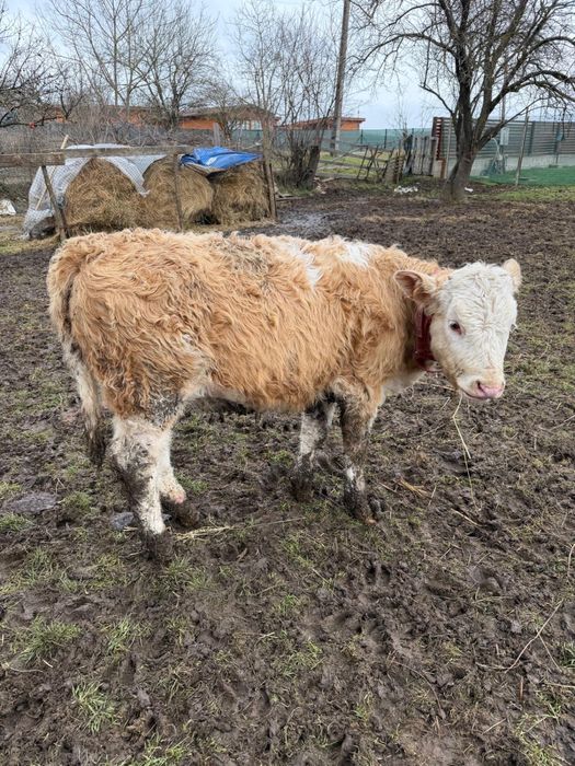 Vând 6 vițele si 4 taurasi