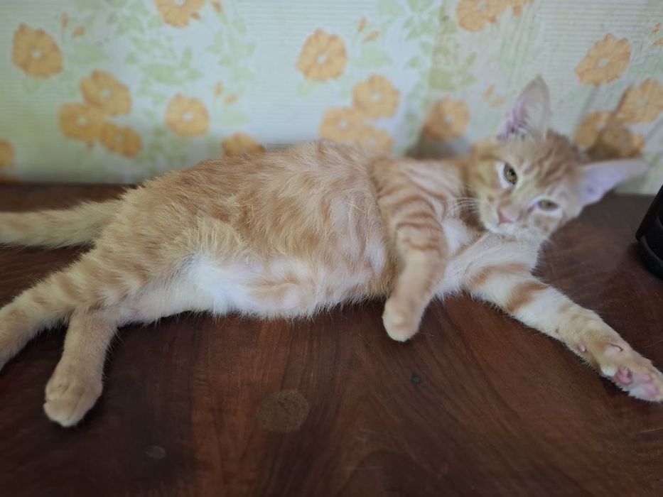 Котенок домашний
