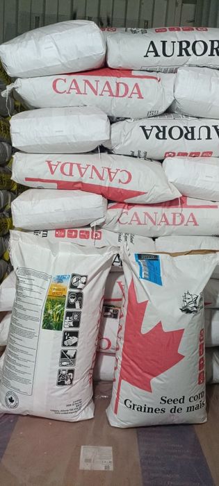 Семена кукурузы жугери тукымы