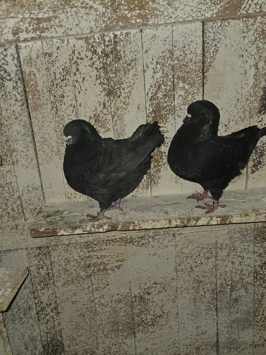 Porumbei Kingi de vanzare