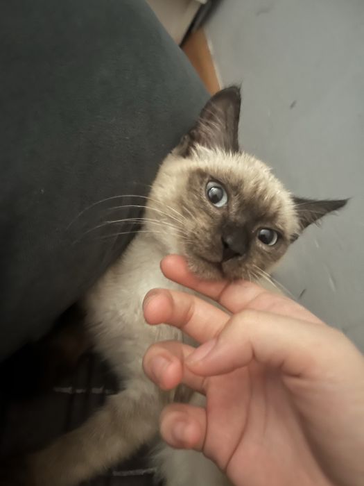 кошечка, 4 месяца. в хорошие руки