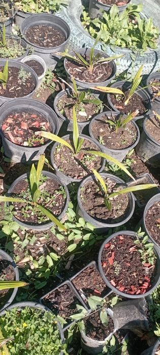 Семена за палма хамеробс, трахикарпус, вашингтония, финикова и Брахея