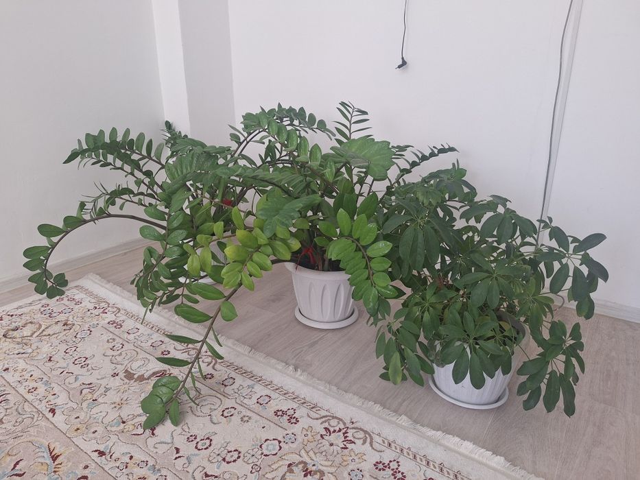 Продаётся Цветы Цена договорная