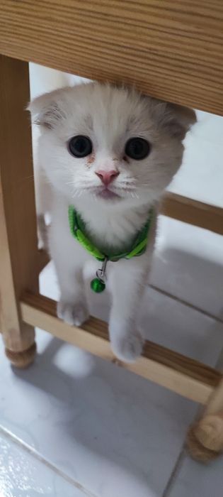 Scottish fold mushukcha