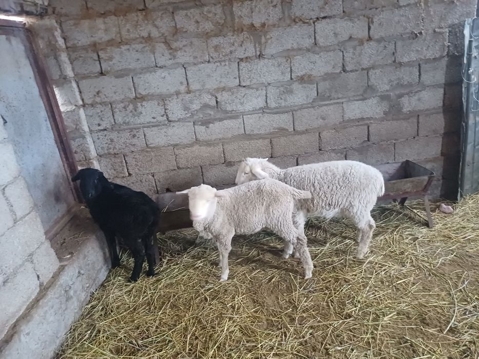 Продаются торты жирные