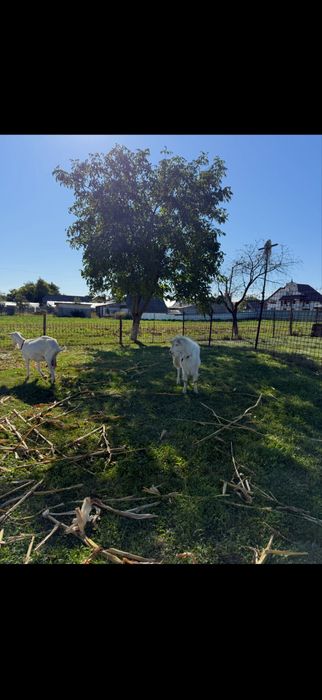 Tap rasa Sannen fara coarne bun de prasila