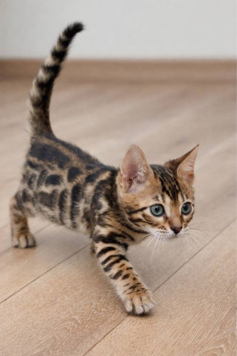 bengal mushuk qoplon bolasi
