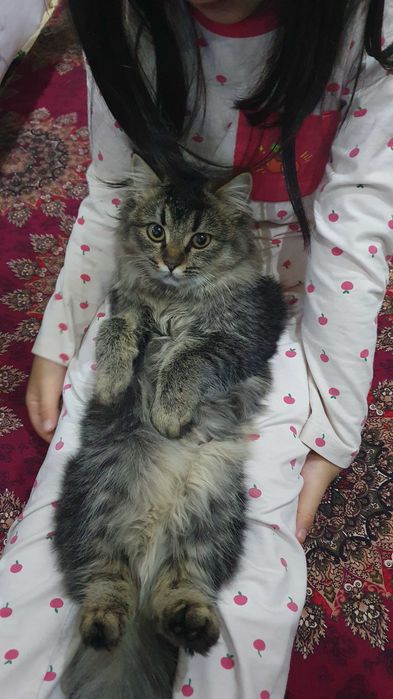 Sibrski mushuk sotiladi